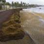 Scientists say a record amount of seaweed hit the Caribbean and nearby areas in May