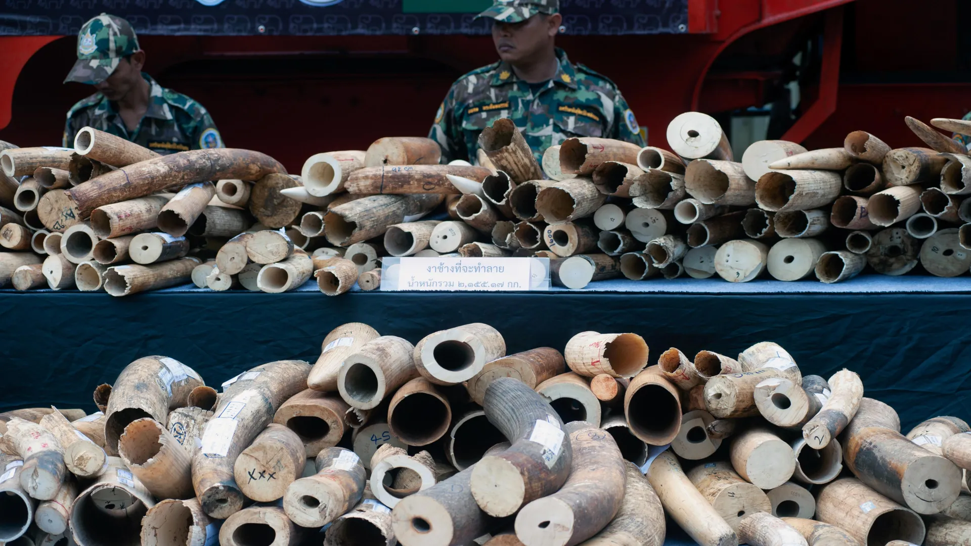 New test unmasks illegal elephant ivory disguised as mammoth