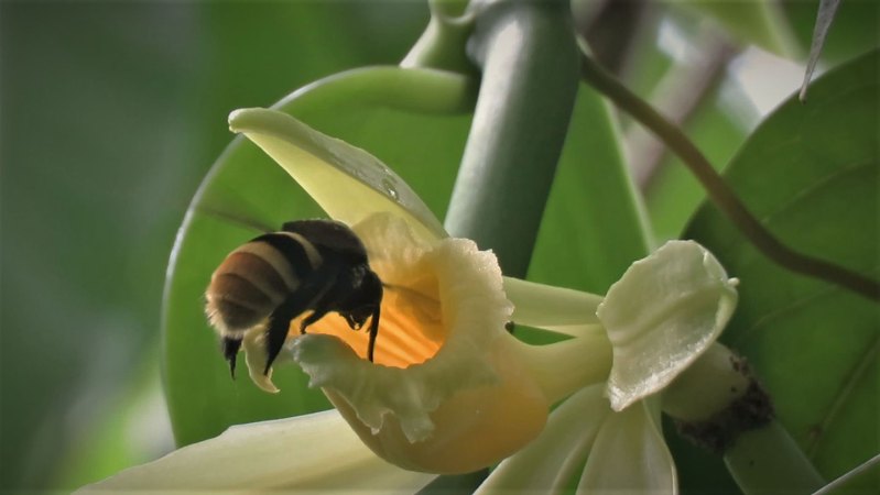 Climate change could separate vanilla plants and their pollinators