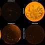 Focus on seafood: Studies reveal how to determine the amount of microplastics in food