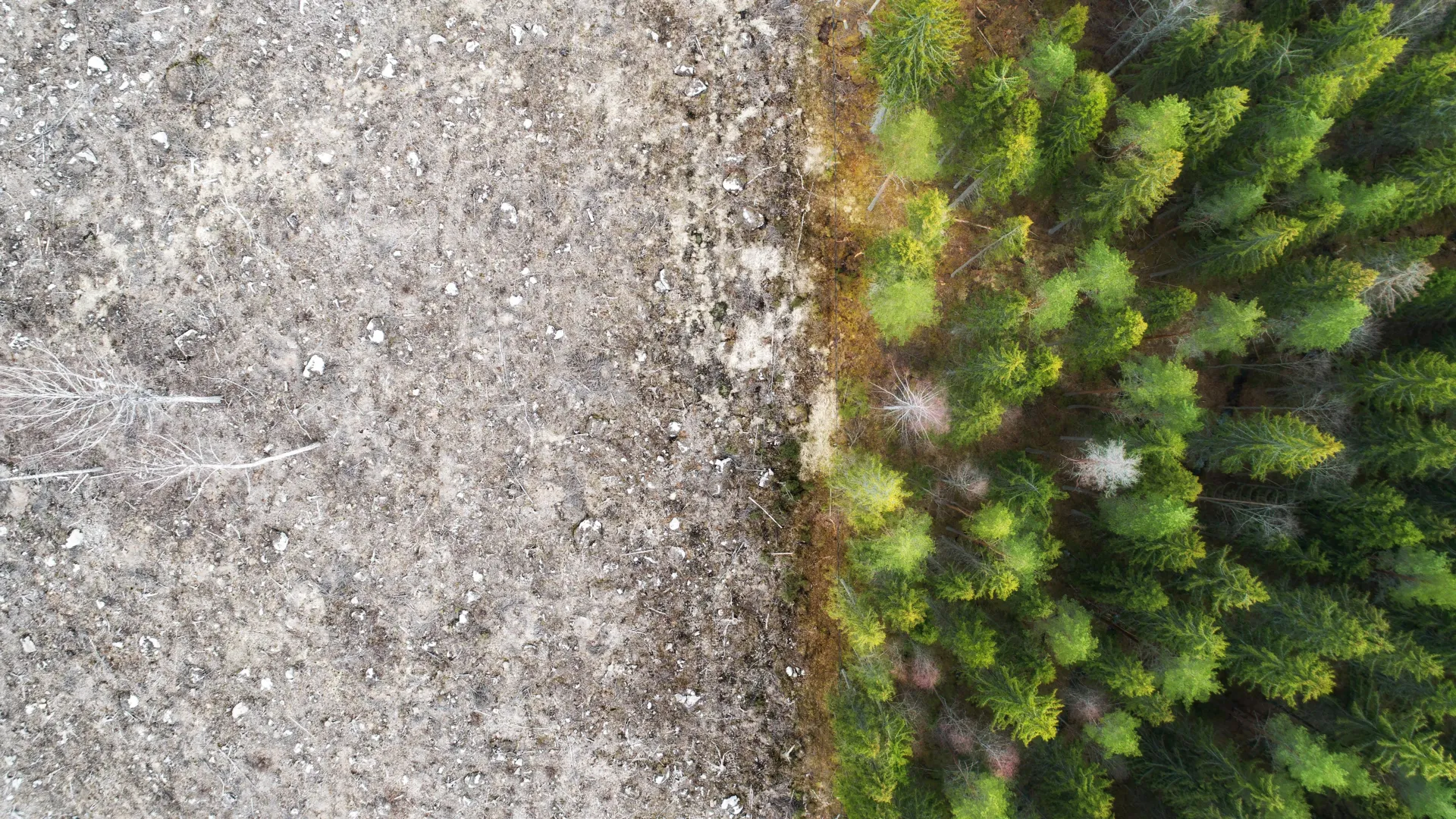 Climate is changing fast—and forests are 200 years behind