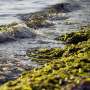 Algal blooms are waging chemical warfare in our oceans