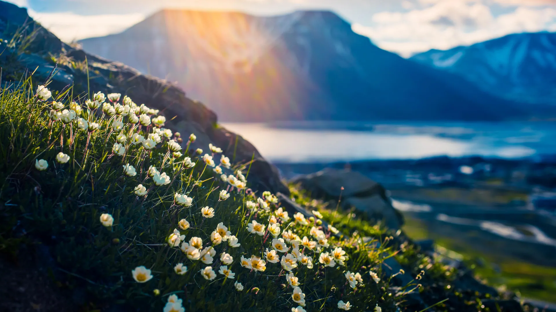 Snowless winter? Arctic field team finds flowers and meltwater instead
