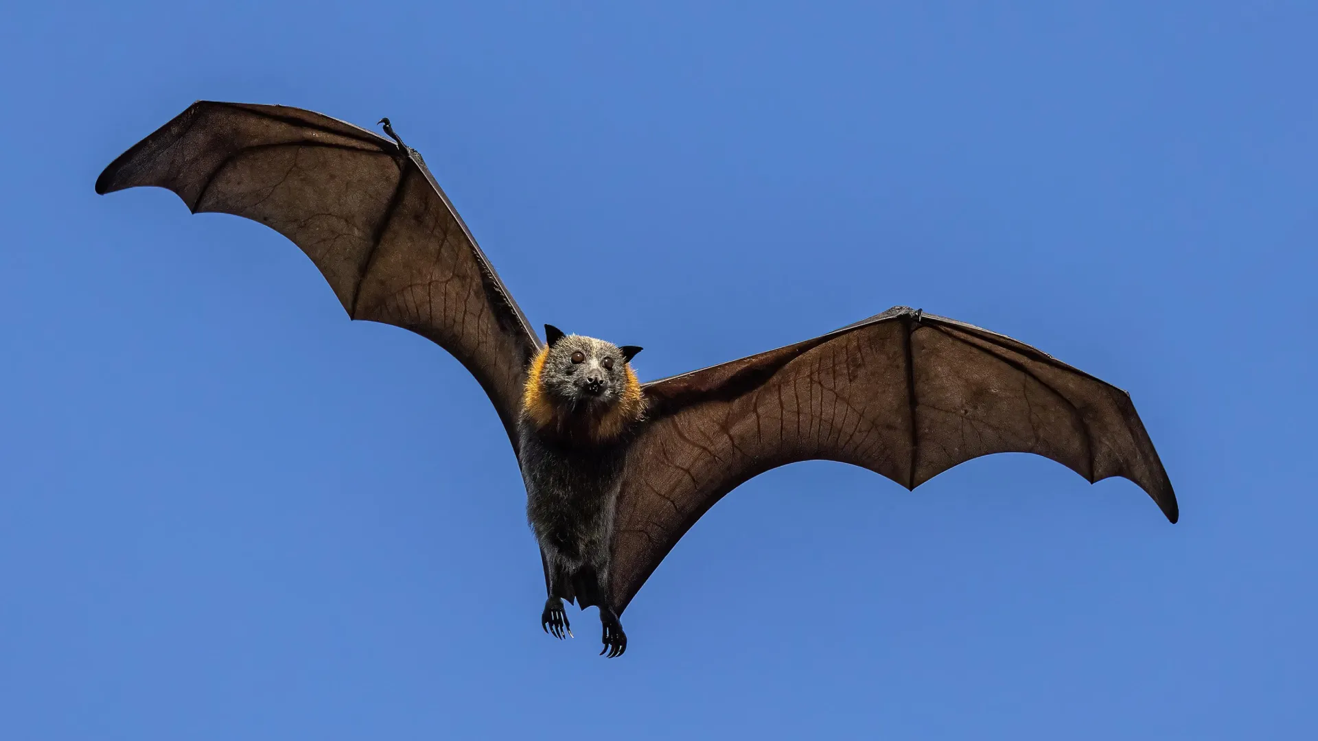 Teen bats are spawning new viruses—here’s why scientists are paying close attention