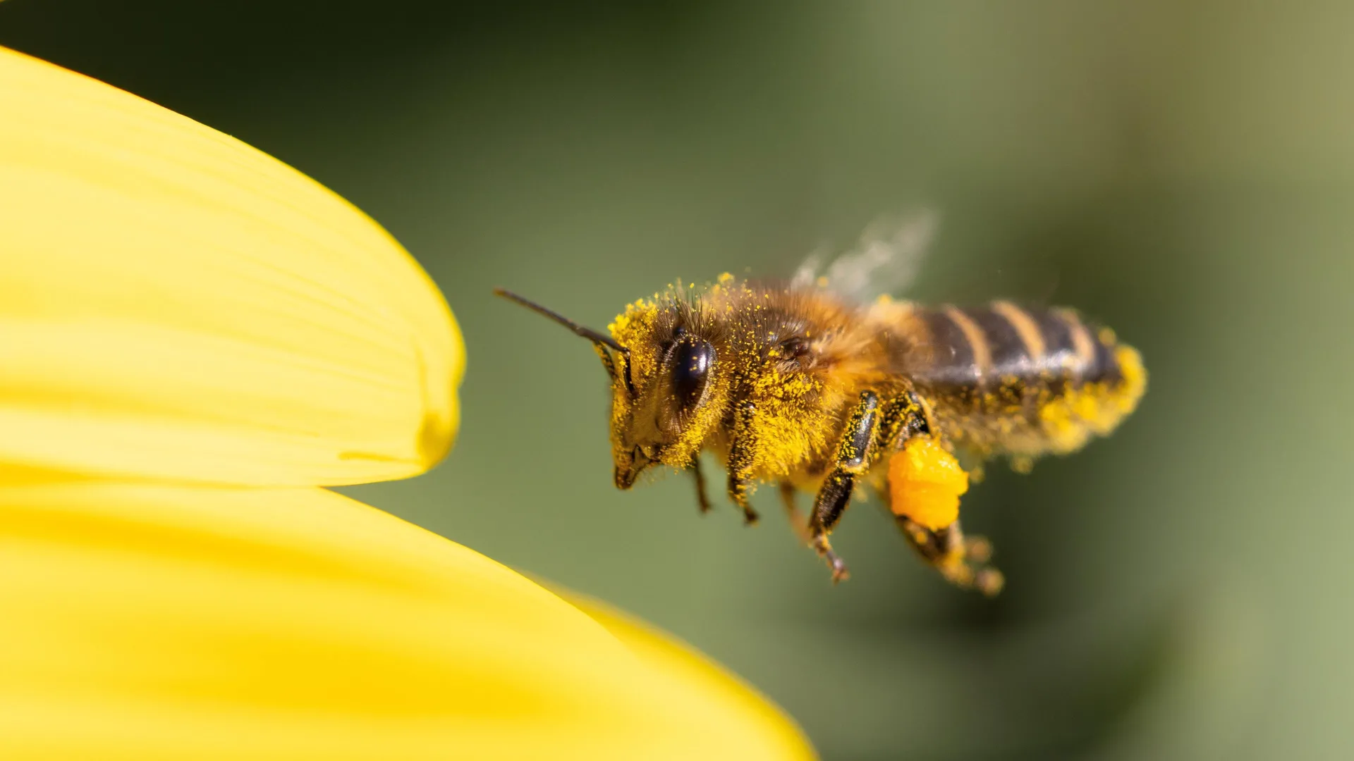 What happens when bees can’t buzz right? Nature starts falling apart