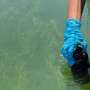 Breakthrough could transform how California monitors toxic algal blooms