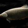 Invasive carp threaten the Great Lakes, and reveal a surprising twist in national politics