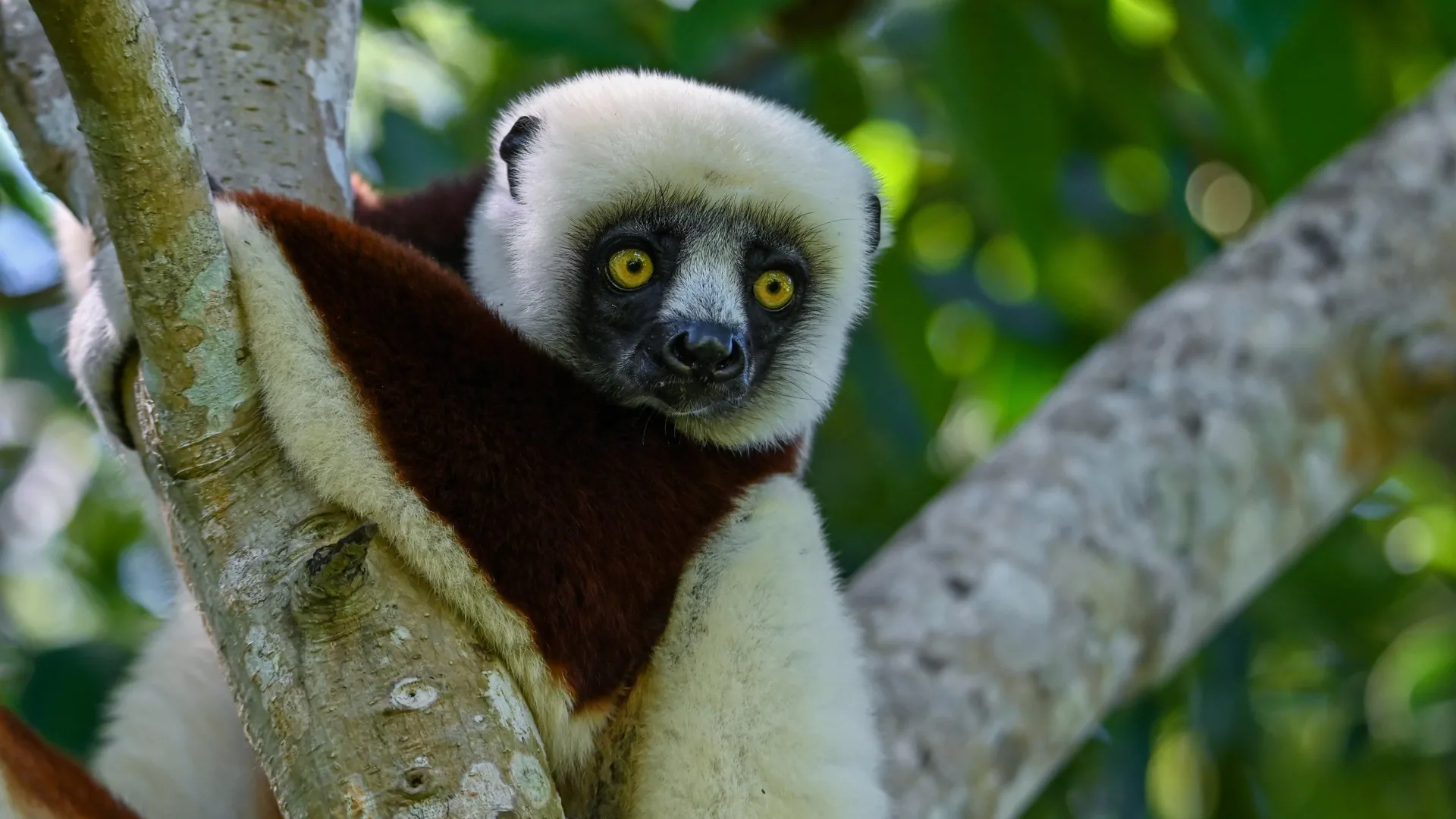 Lemurs age without inflammation—and it could change human health forever