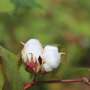 Biochar improves soil health for cotton production, study confirms
