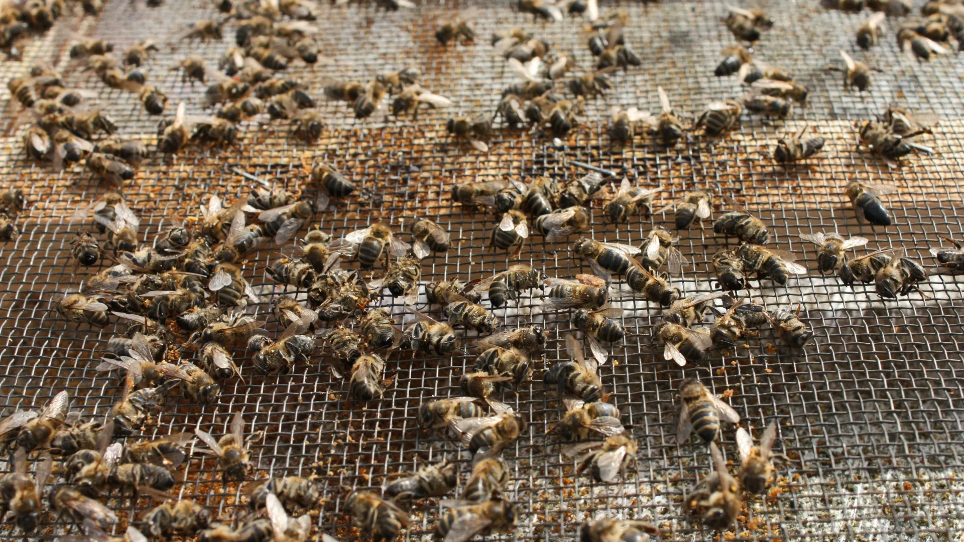 Banned in Europe, sprayed in America: The fungicide threatening our pollinators