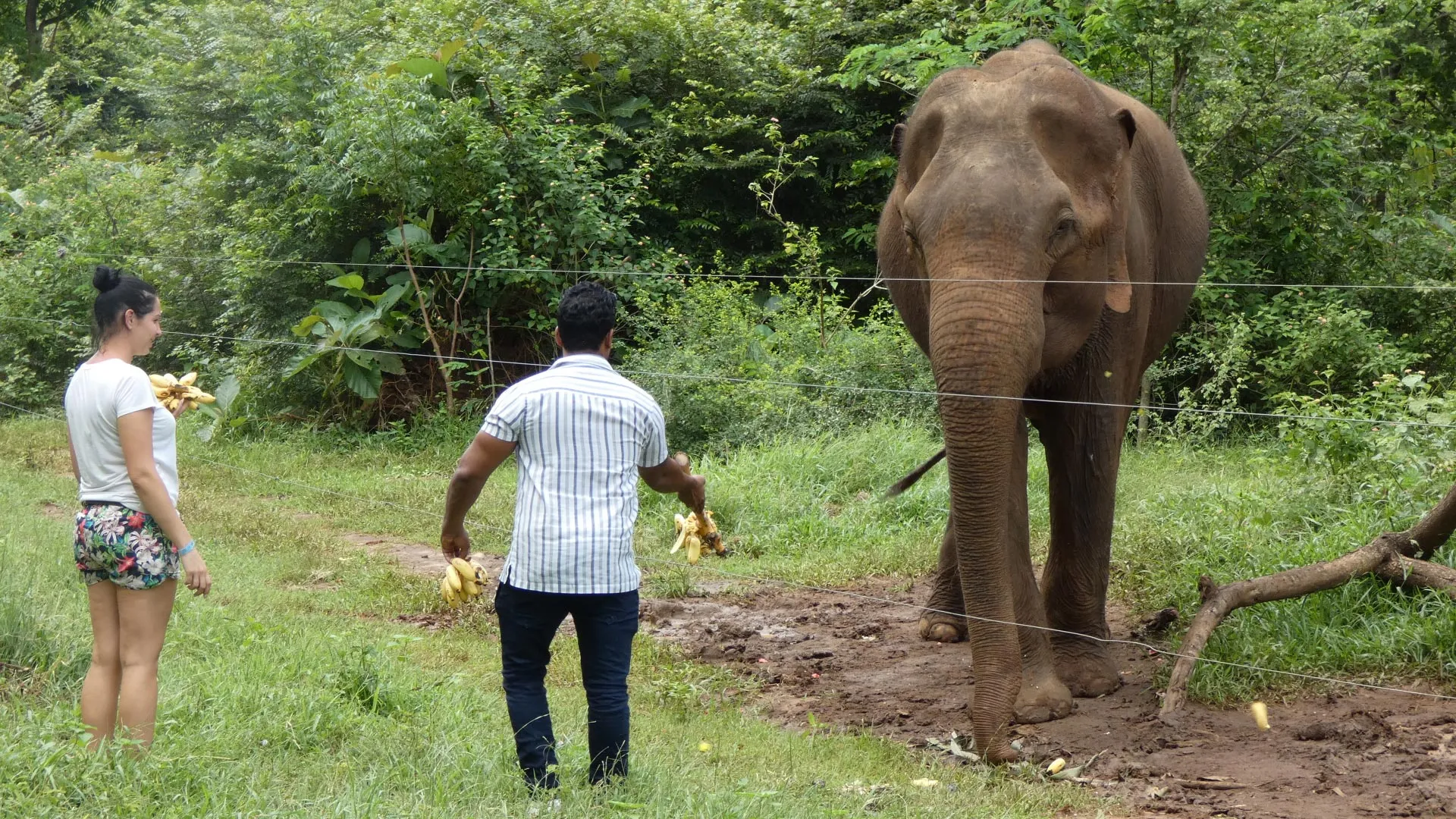 Selfies, sugar, and death: How tourists are endangering elephants