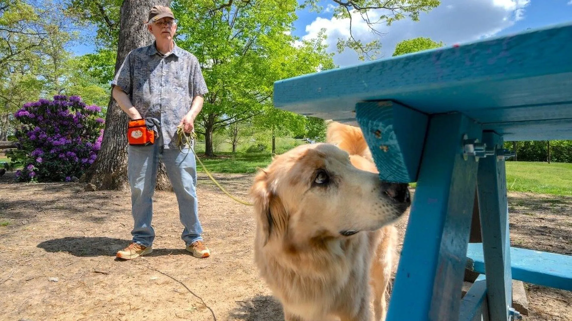 These dogs are trained to sniff out an invasive insect—and they’re shockingly good at it