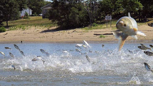 Invasive carp threaten the Great Lakes − and reveal a surprising twist in national politics