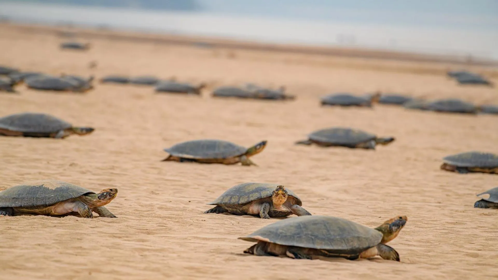 Drones reveal 41,000-turtle nesting mega-site hidden in the Amazon