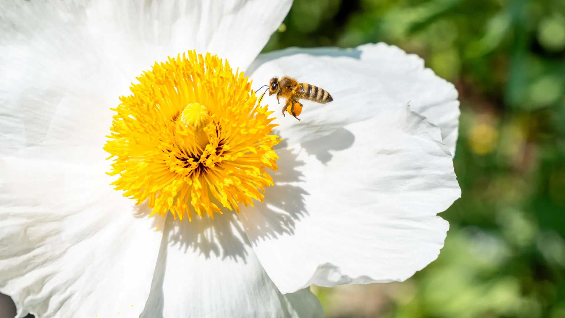 Scientists’ top 10 bee-magnet blooms—turn any lawn into a pollinator paradise