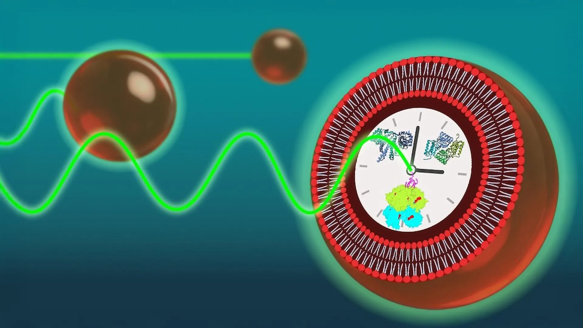 Clockwork from scratch: How scientists made timekeeping cells