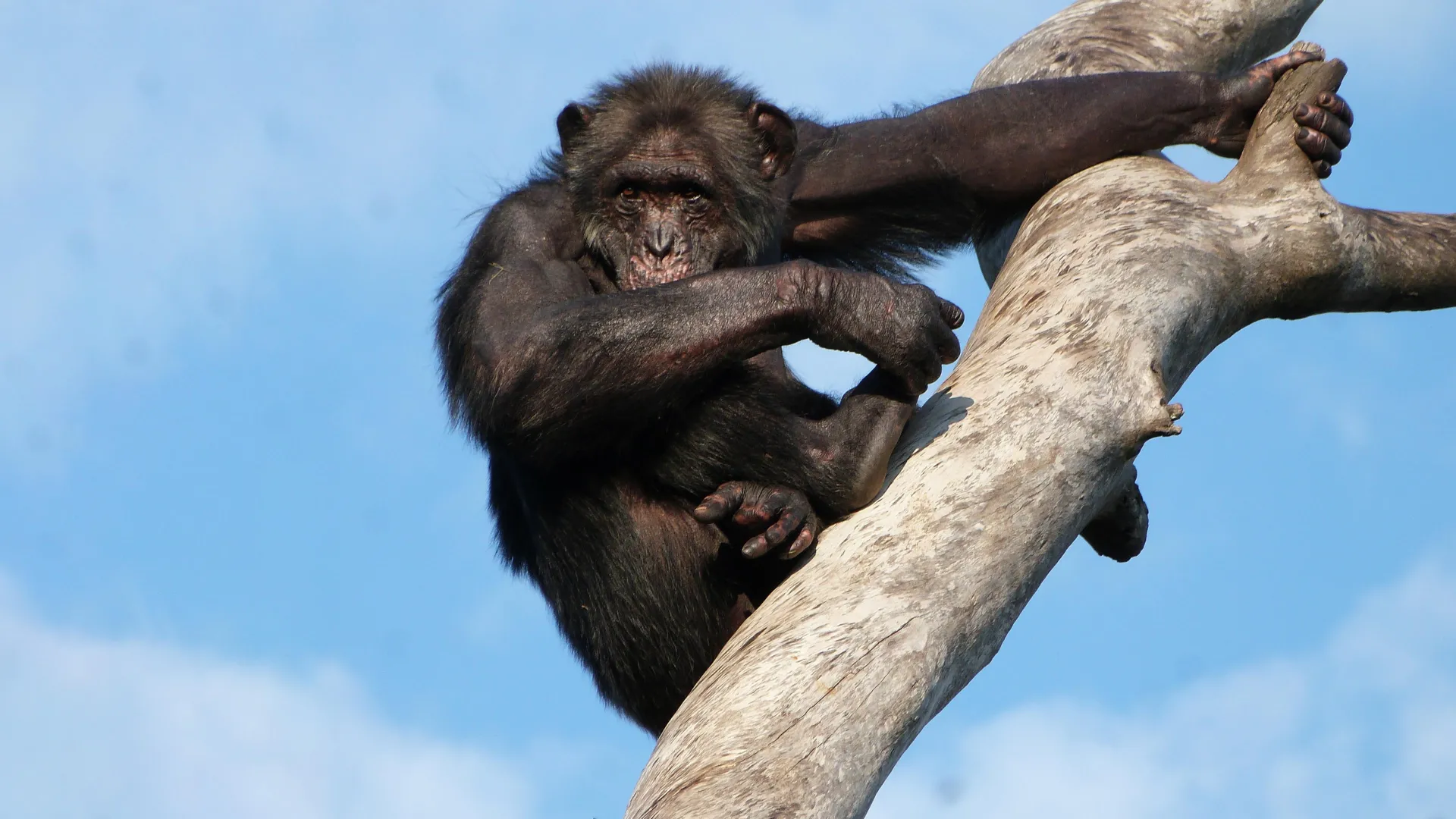 Did humans learn to walk in trees?