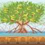 Mangrove as metaphor: Adaptable plant offers inspiration for sustainable food systems model