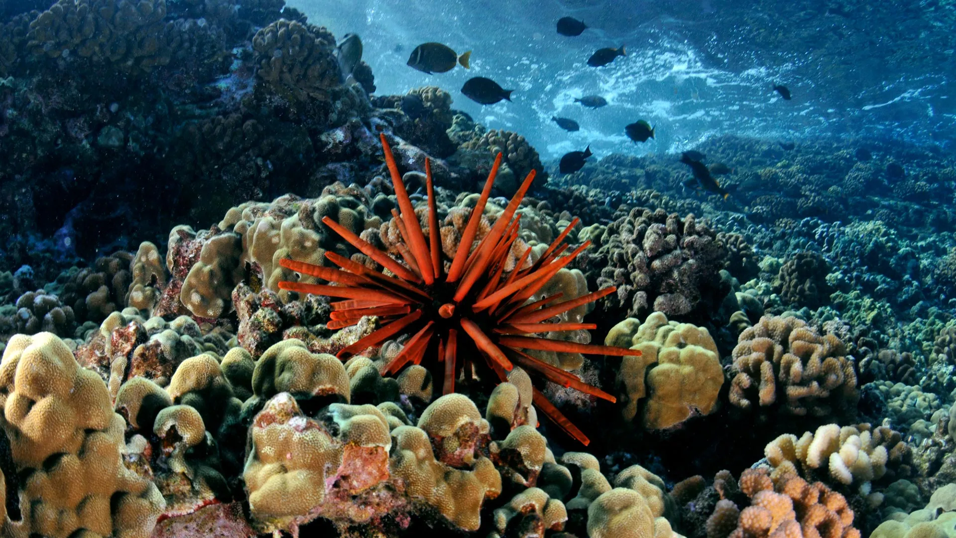 Corals in crisis: A hidden chemical shift is reshaping Hawaiian reefs