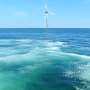 New insights into the fish community in wind farms in Germany