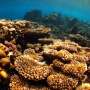 Coral reef food webs revealed to be more siloed and vulnerable than previously understood