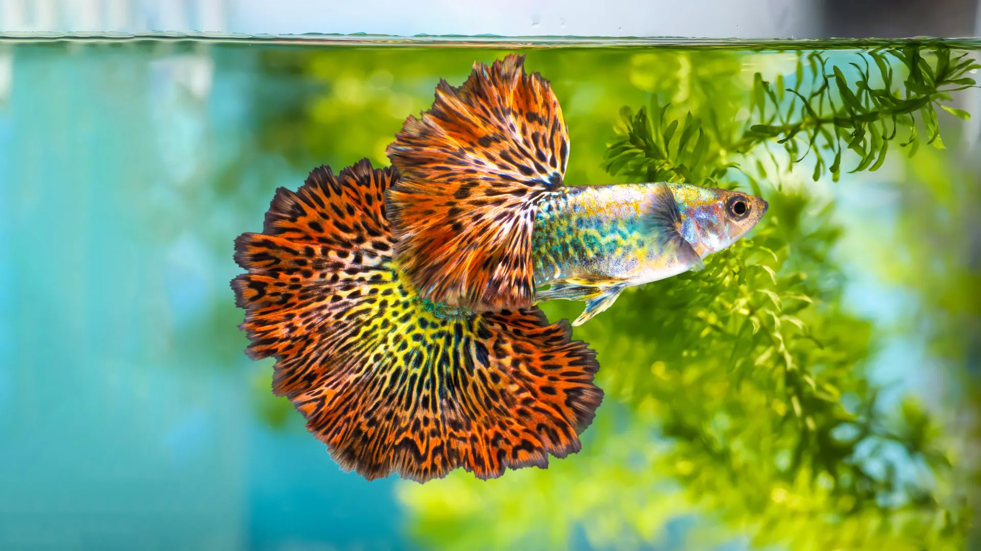 Brighter, bolder, hotter: Why female guppies can’t resist orange