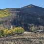 Wildfire resistance found in aspen tree populations