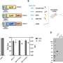 COVID-19 vaccine technology adapted to develop first mRNA defense against antibiotic-resistant bacteria