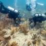 Scientists transplant crossbred corals to help save Miami’s reefs from climate change
