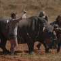 South Africa starts injecting rhino horns with radioactive material to curb poaching