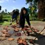 Cook Islands wages war on ‘plague’ of hungry starfish