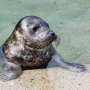 Lithuania bids to save Baltic seals as ice sheets recede