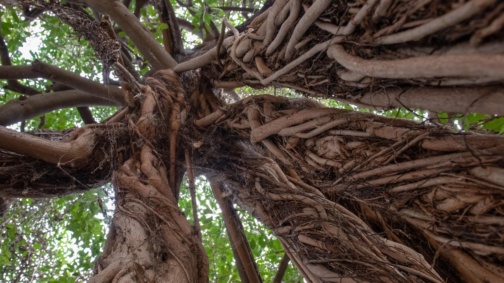 From air to stone: The fig trees fighting climate change