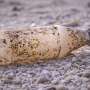 A global treaty to limit plastic pollution is within reach—will countries seize the moment?
