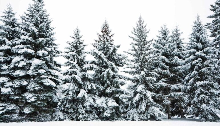 Trees absorb less carbon when there’s less snow