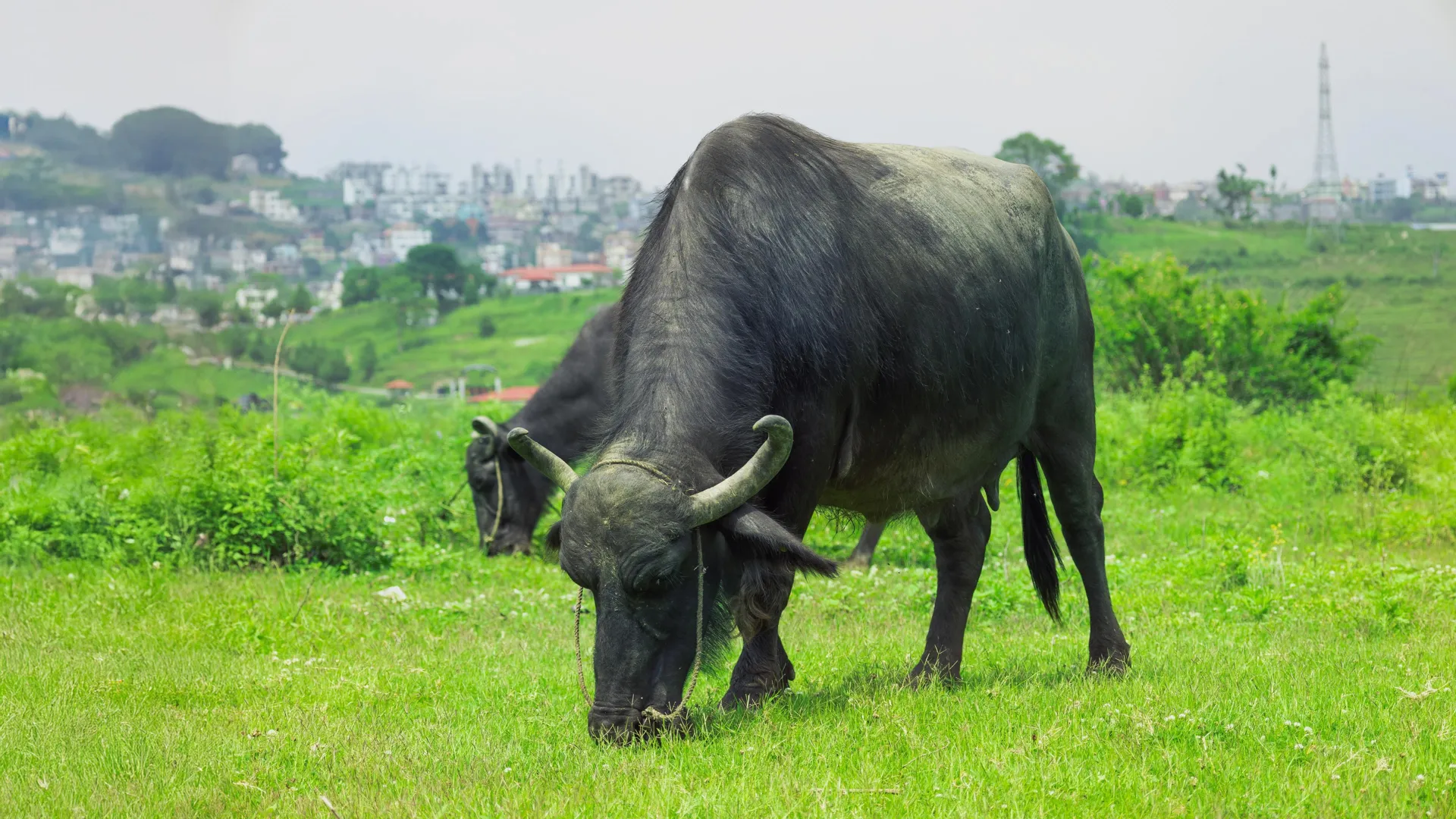 Where wild buffalo roam free — and collide with city life in Hong Kong
