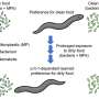 Nematodes learn to prefer contaminated food after long-term exposure to microplastics