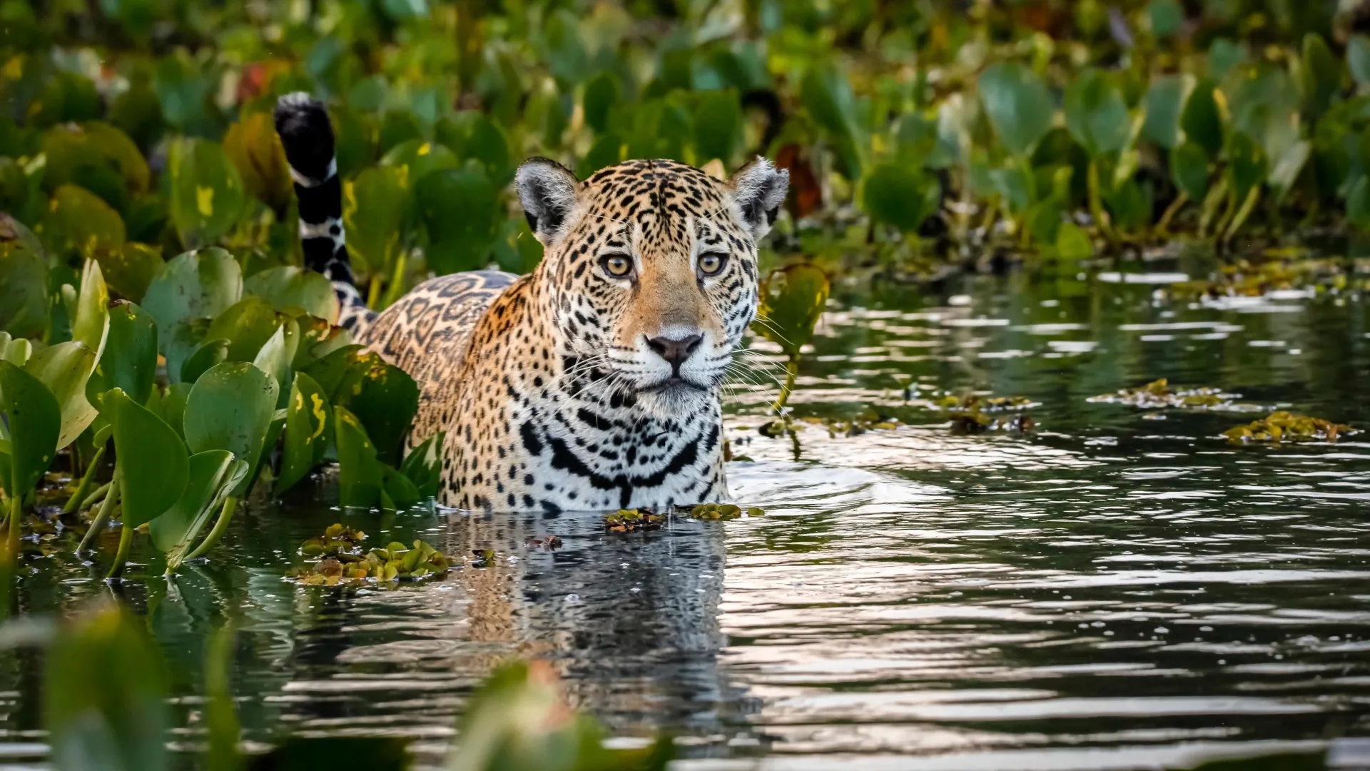 They fled the flames—now jaguars rule a wetland refuge