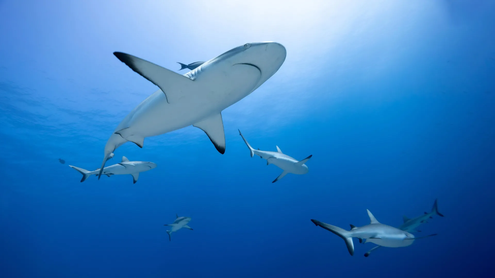 Sharks’ teeth are crumbling in acid seas