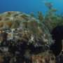 Corals in Brazilian archipelago capture carbon equivalent to the burning of 324,000 liters of gasoline per year