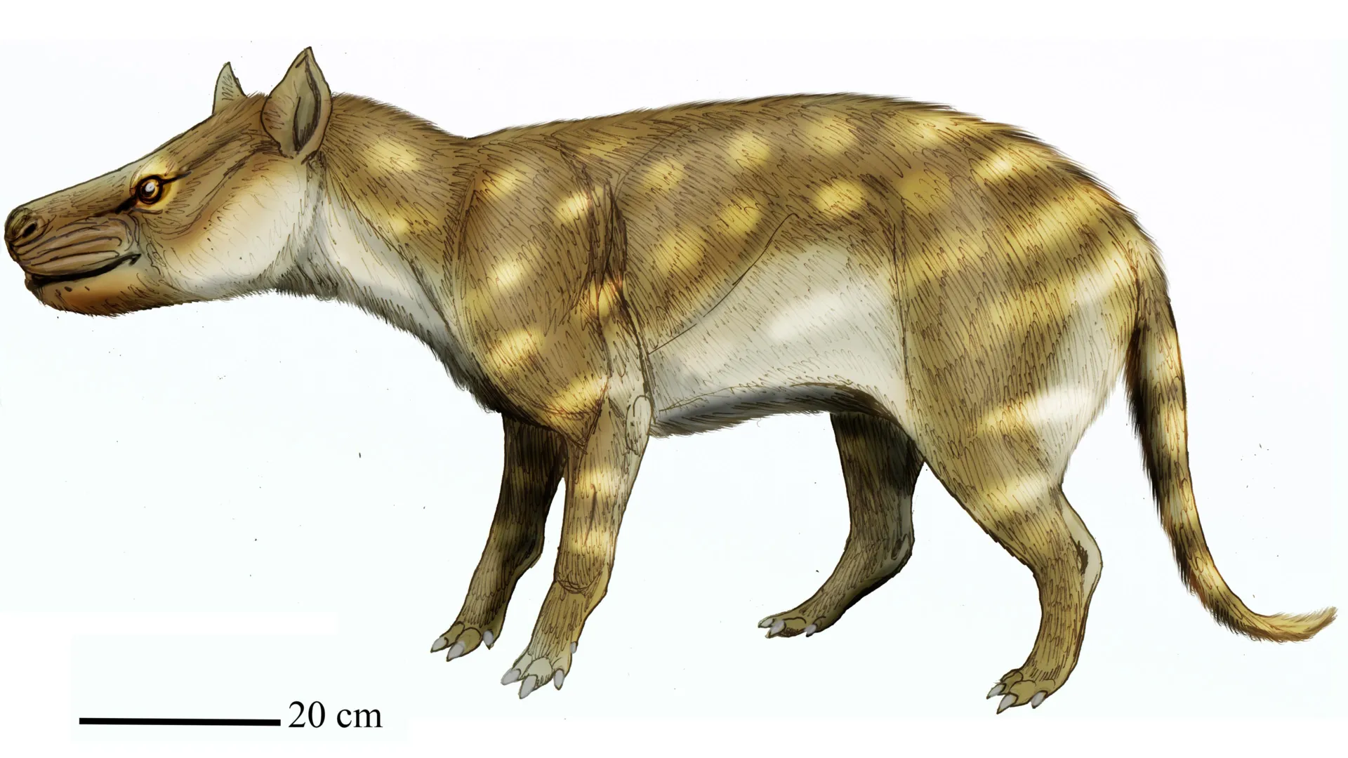 This prehistoric predator survived global warming by eating bones