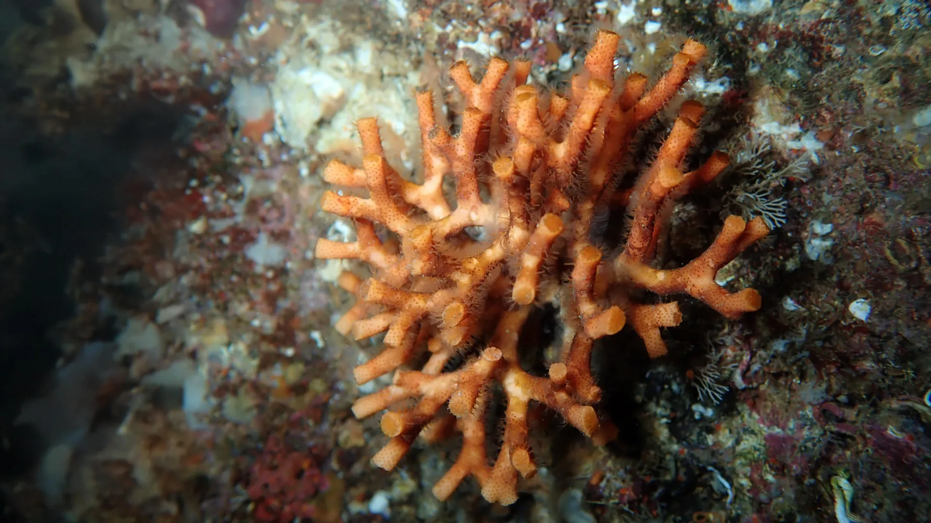 The ocean’s fragile fortresses are crumbling under climate pressure