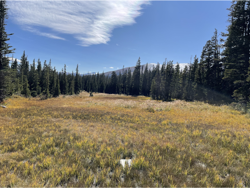 Colorado’s subalpine wetlands may be producing a toxic form of mercury – that’s a concern for downstream water supplies
