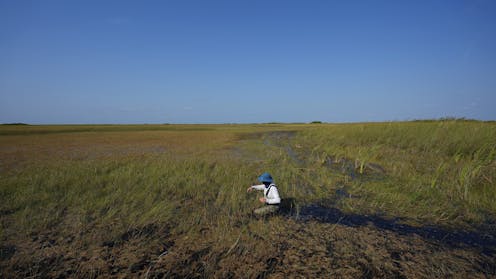National parks are key conservation areas for wildlife and natural resources