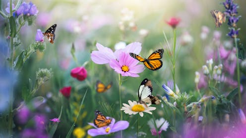 Cultivating for color: The hidden trade-offs between garden aesthetics and pollinator preferences