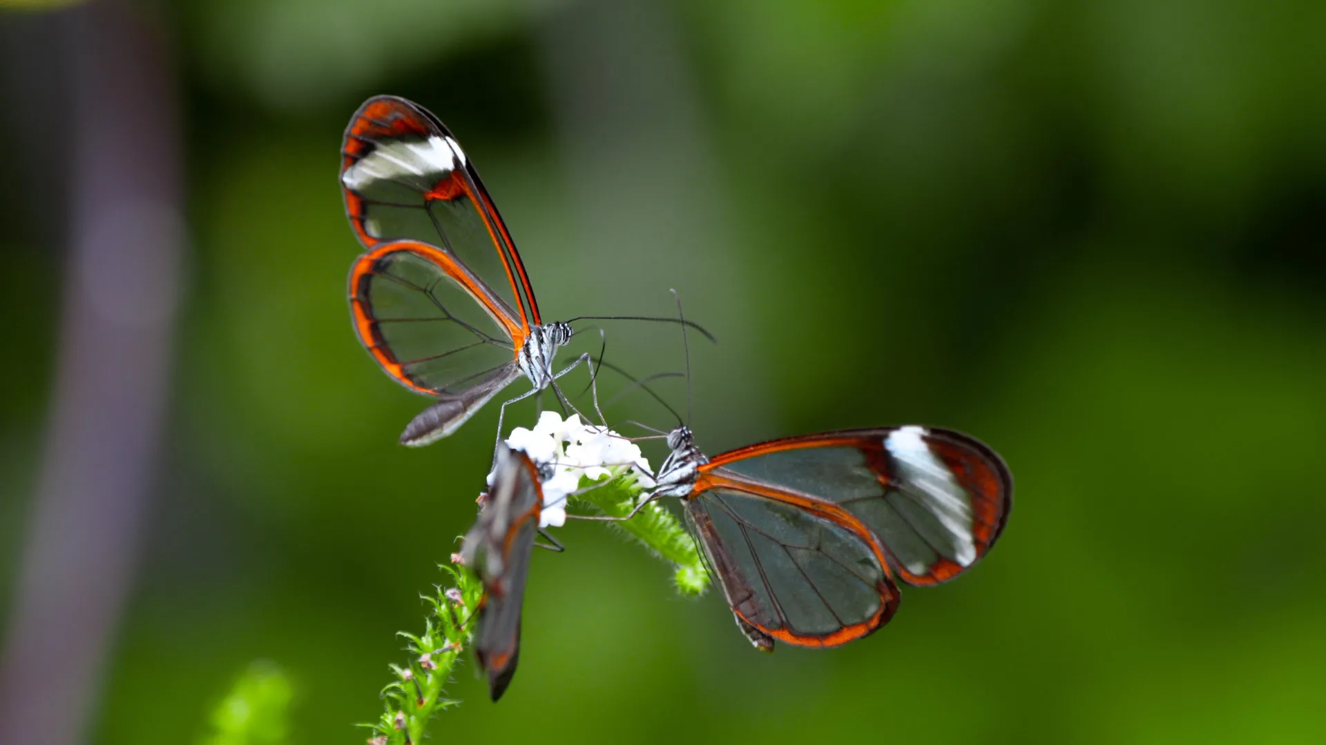 These butterflies look the same, but DNA uncovered six hidden species
