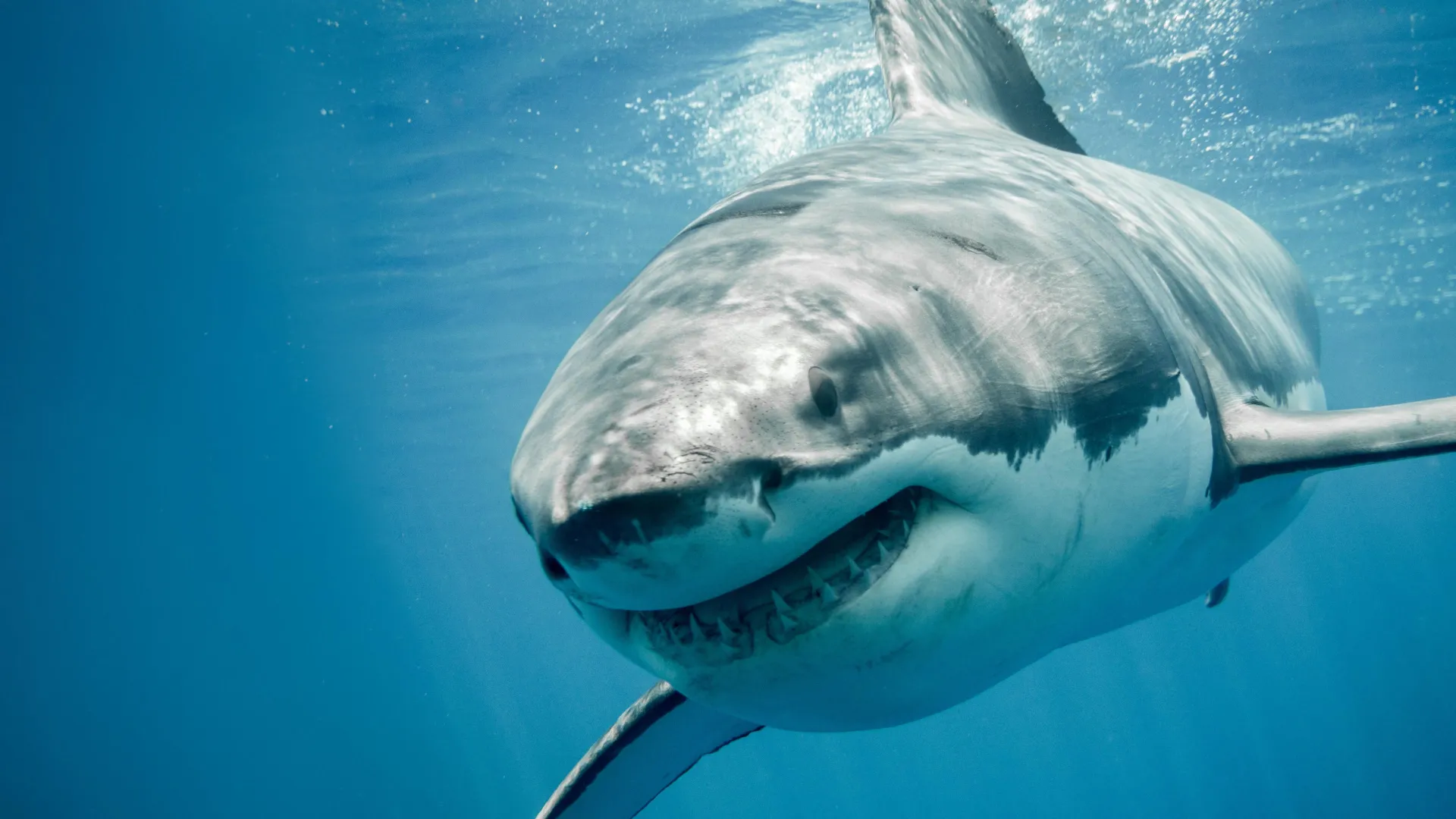 Great white sharks have a DNA mystery science still can’t explain