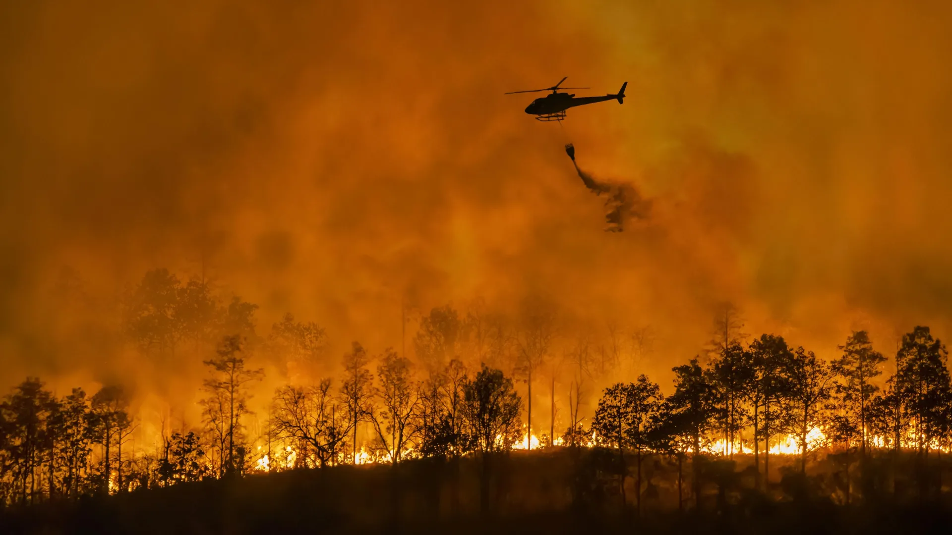 The surprising reason timber plantations explode into megafires