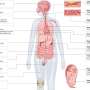 How bad are micro- and nanoplastics for our health? It depends on their concentrations and how we measure them