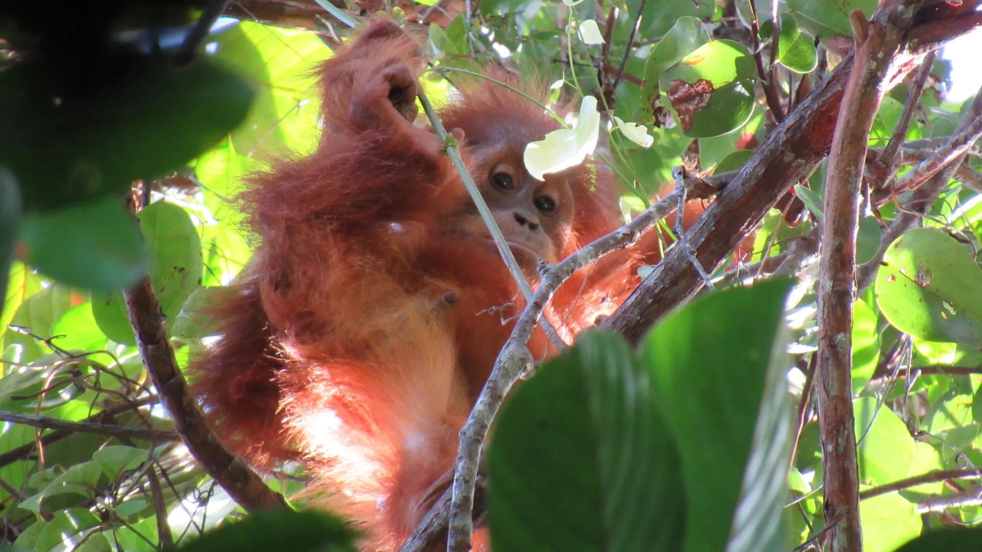 Scientists uncover the secret to orangutan survival in the trees